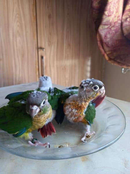 Red factor conure chick parrots 4