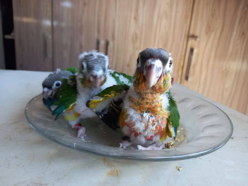 Red factor conure chick parrots 5