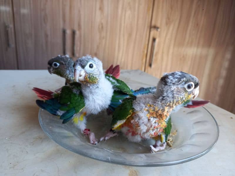 Red factor conure chick parrots 6
