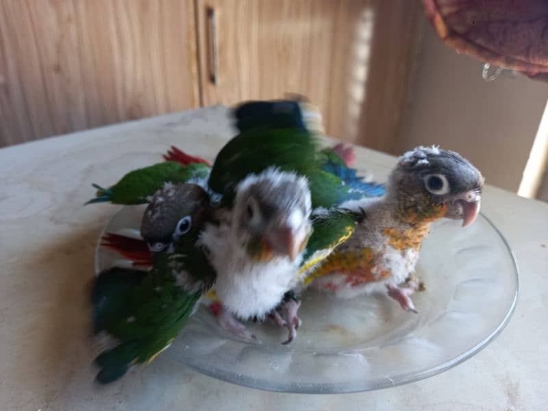 Red factor conure chick parrots 7