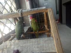 bolny waly parrots pair for sale reasonable price please contact