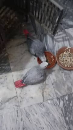 Grey Parrot pair for sale 2.5 years age