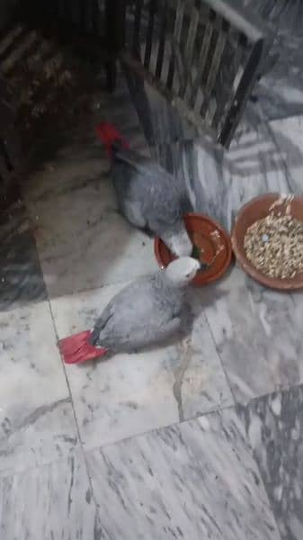 Grey Parrot pair for sale 2.5 years age 0