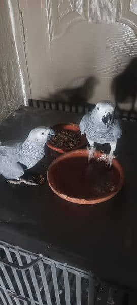 Grey Parrot pair for sale 2.5 years age 4