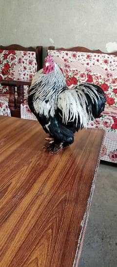 Bantam Cock is on OLX. 0