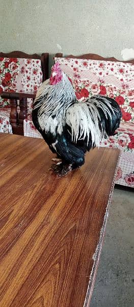 Bantam Cock is on OLX. 0