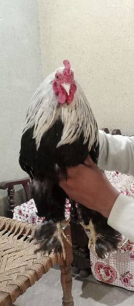 Bantam Cock is on OLX. 1