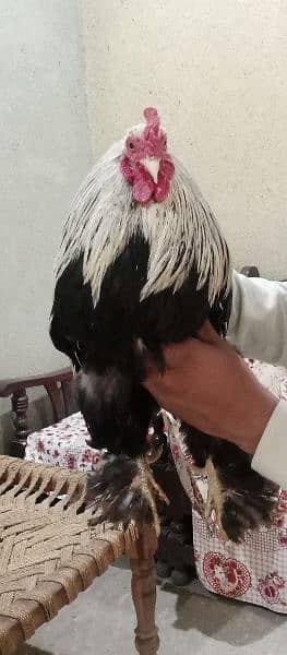 Bantam Cock is on OLX. 3