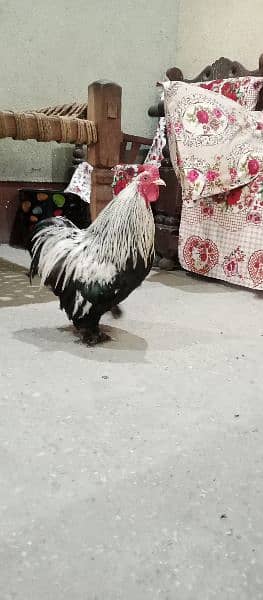 Bantam Cock is on OLX. 4