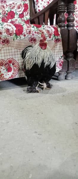Bantam Cock is on OLX. 5