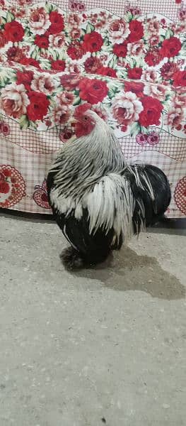 Bantam Cock is on OLX. 6