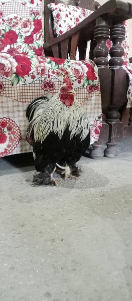 Bantam Cock is on OLX. 7