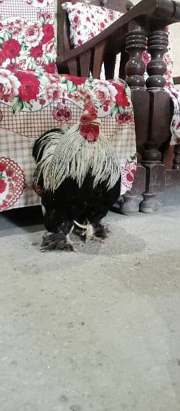 Bantam Cock is on OLX. 8
