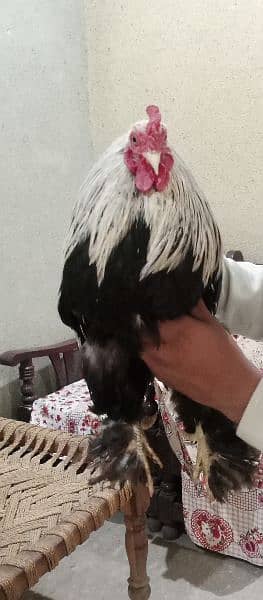 Bantam Cock is on OLX. 9