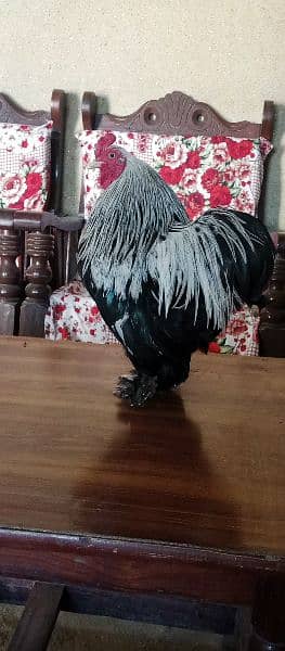 Bantam Cock is on OLX. 10