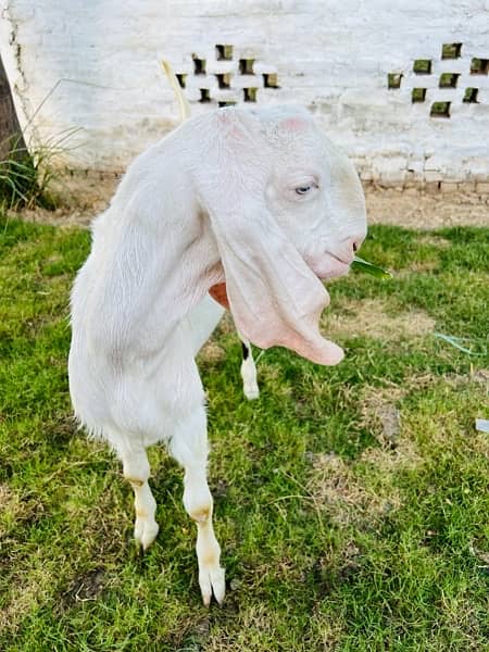 Beautiful Ghulabi Rajanpuri Bakra for Sale 0