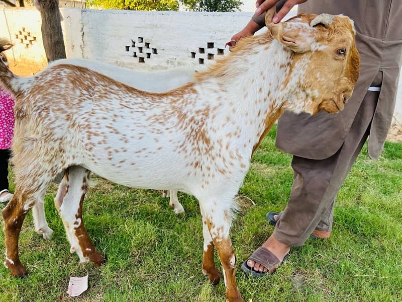 Beautiful Ghulabi Rajanpuri Bakra for Sale 2