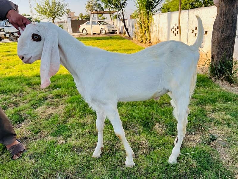 Beautiful Ghulabi Rajanpuri Bakra for Sale 3