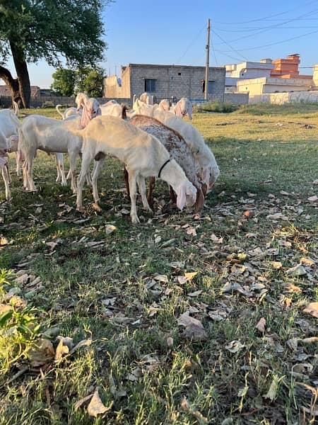 Beautiful Ghulabi Rajanpuri Bakra for Sale 8