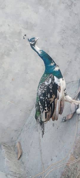 peacock for sale 4