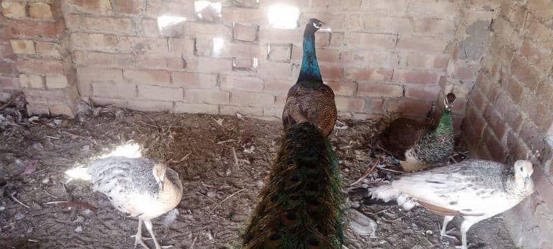 peacock for sale 6