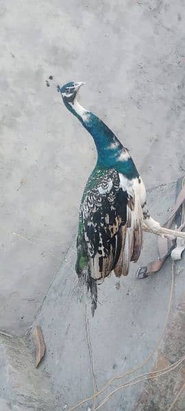 peacock for sale 8