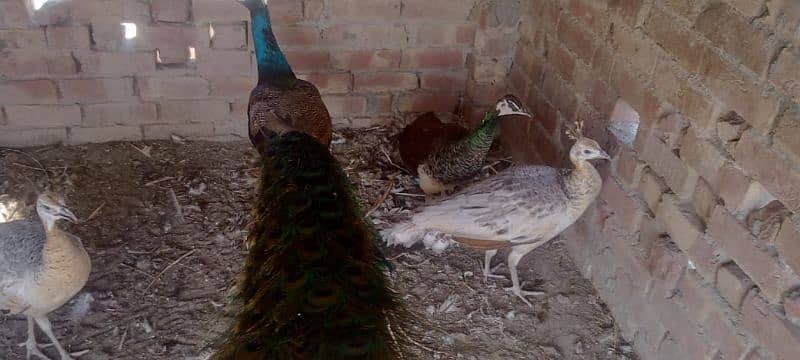 peacock for sale 9