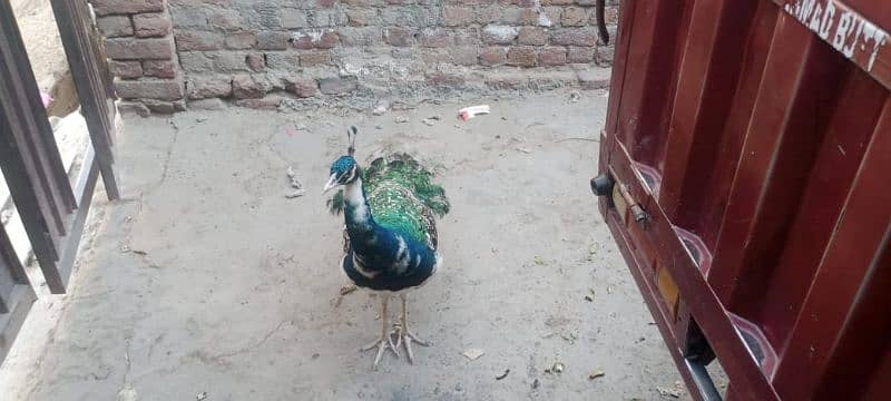 peacock for sale 10
