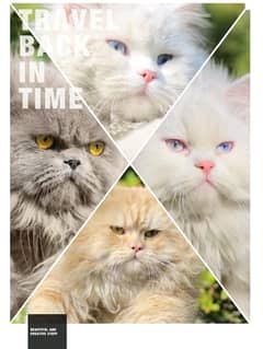 pershian cats - white cats - cat kitten