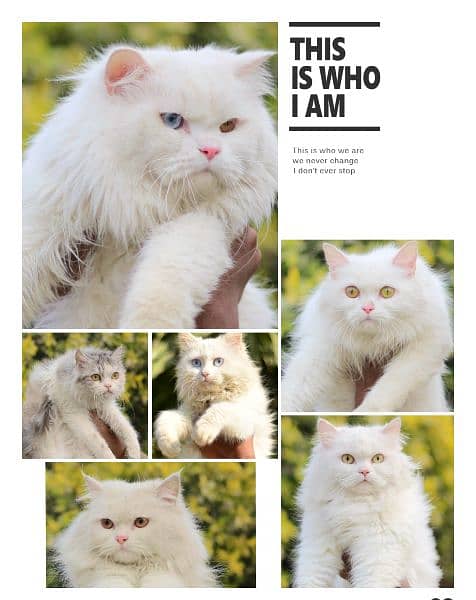 pershian cats - white cats - cat kitten 2