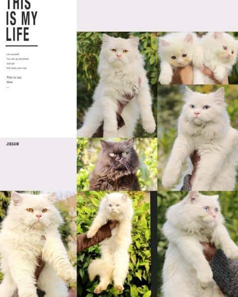 pershian cats - white cats - cat kitten 4