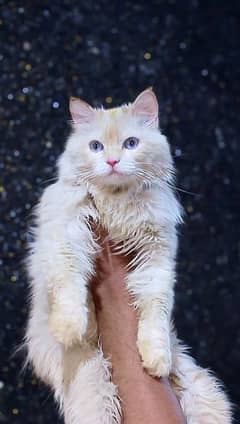 Blue eyes male cat - white male cat - pershian cat