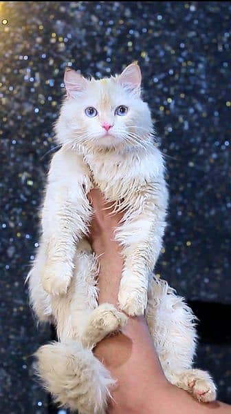 Blue eyes male cat - white male cat - pershian cat 2