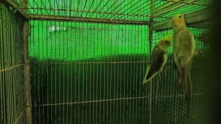 Adult cocktail Pair