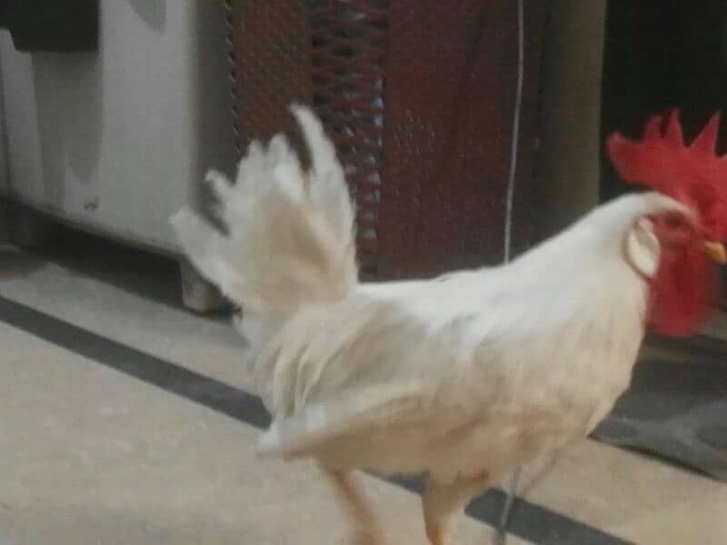 white Murgha for sale 3