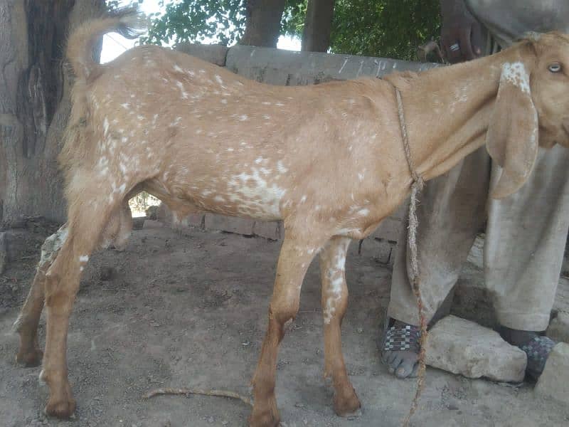 Makhi Cheena Bakra 0