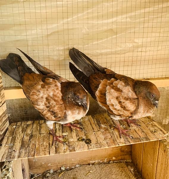 bijnori chicks pair #pigeon #kabootar 1