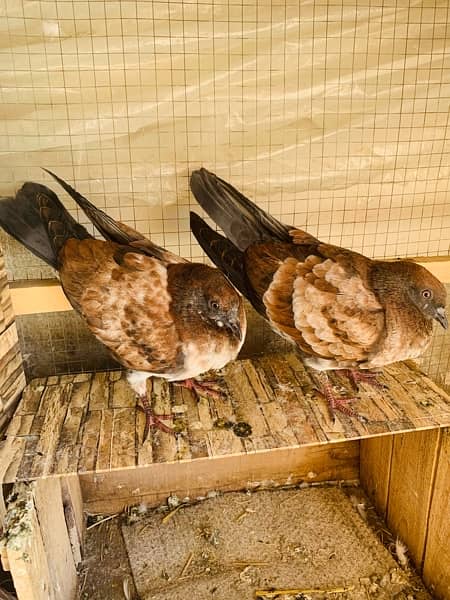 bijnori chicks pair #pigeon #kabootar 5