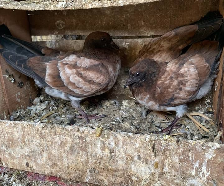 bijnori chicks pair #pigeon #kabootar 7