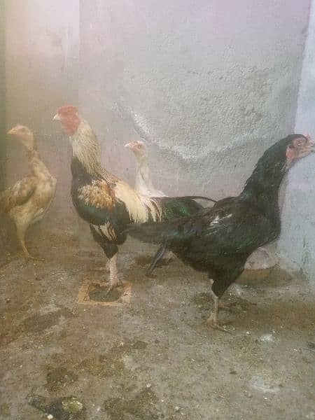 Assel Pakistani Set eggs layeing 4 female 1 male . . . 2