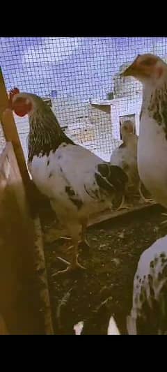Light Sussex hens pair 0