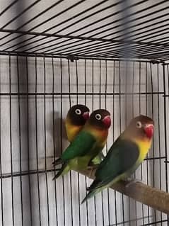 lovebirds breeder pair 0