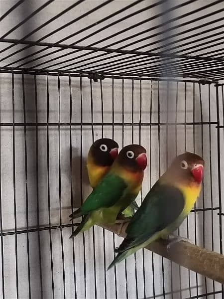 lovebirds breeder pair 0