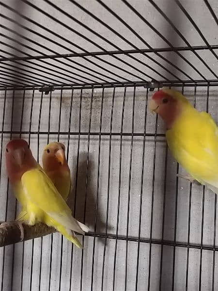 lovebirds breeder pair 1