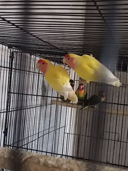 lovebirds breeder pair 3