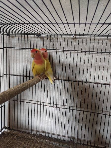 lovebirds breeder pair 4