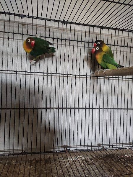 lovebirds breeder pair 5