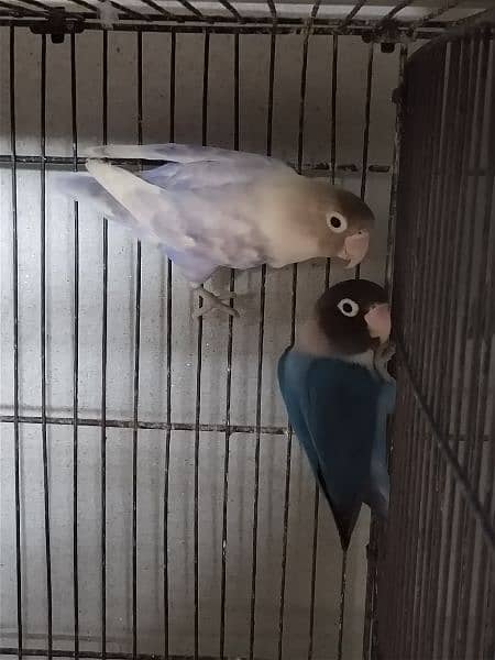 lovebirds breeder pair 6