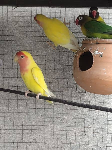 lovebirds breeder pair 7