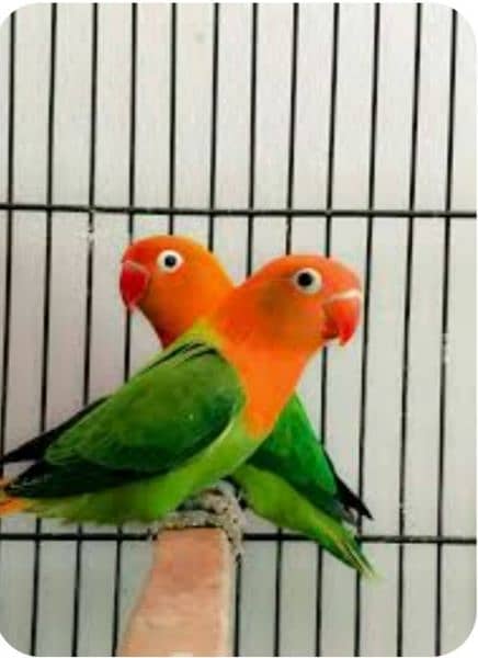 love birds breeder pairs 2